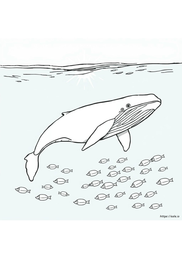 Realistic Blue Whale Coloring Page