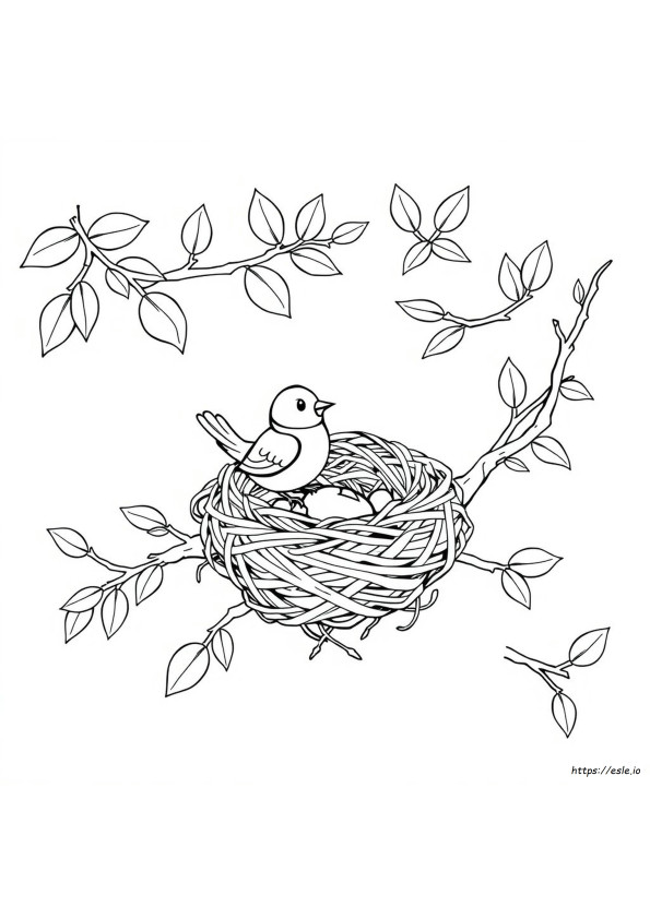 Coloriages Oiseau Et Nid