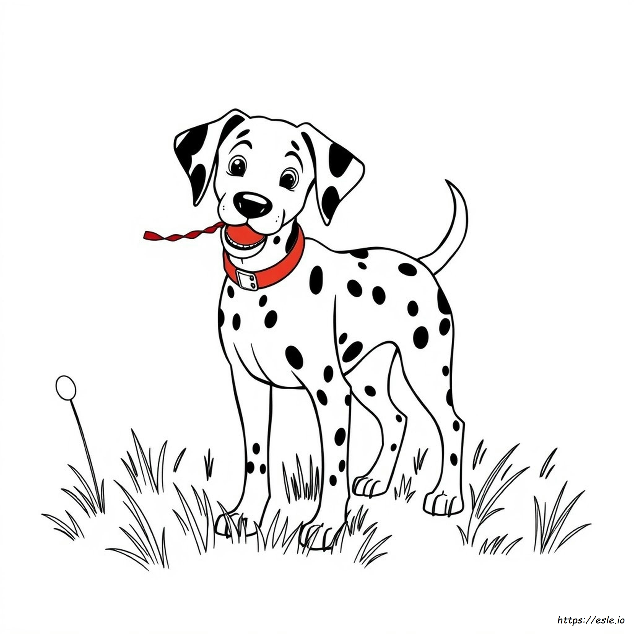 Colo R I A Ge Dalmatien Réaliste
