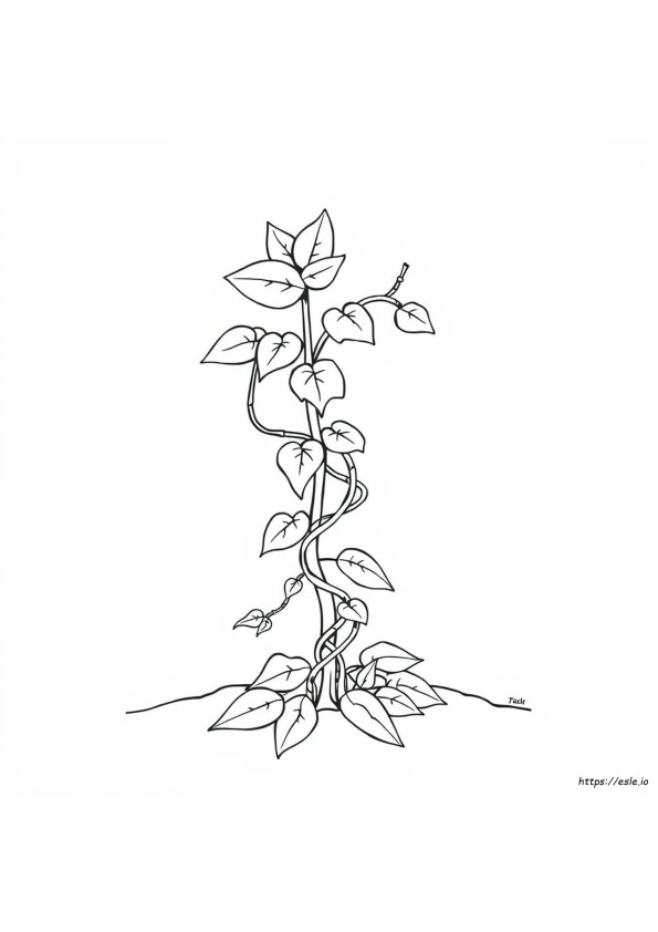 Botanische Ausmalbilder
