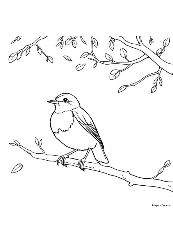 Mewarnai Burung Robin