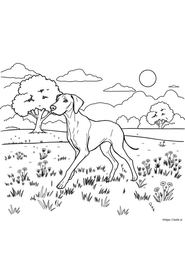 Weimaraner Disegni Da Colorare