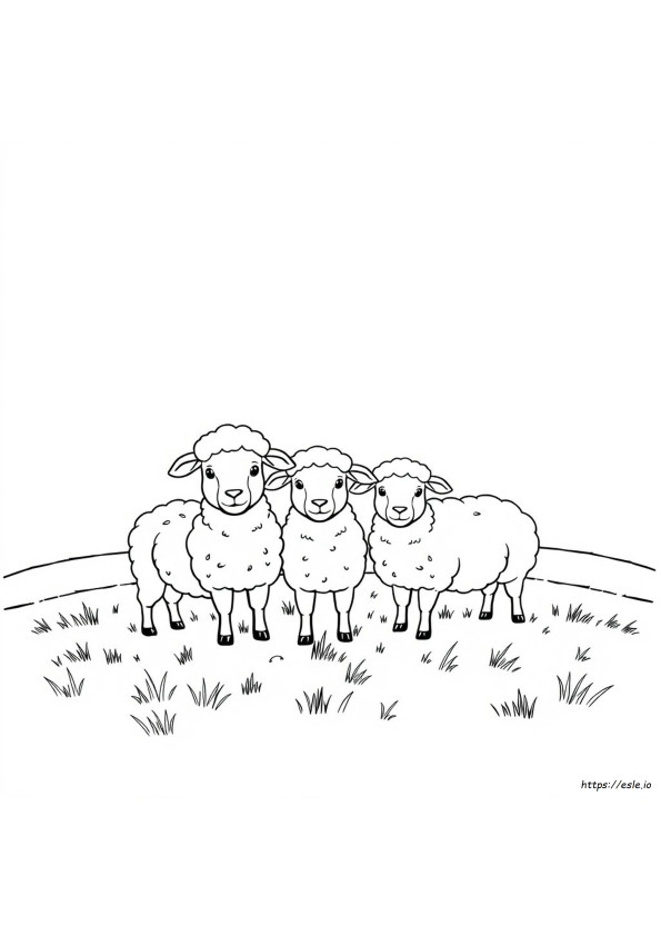 Schaap Kleurplaat