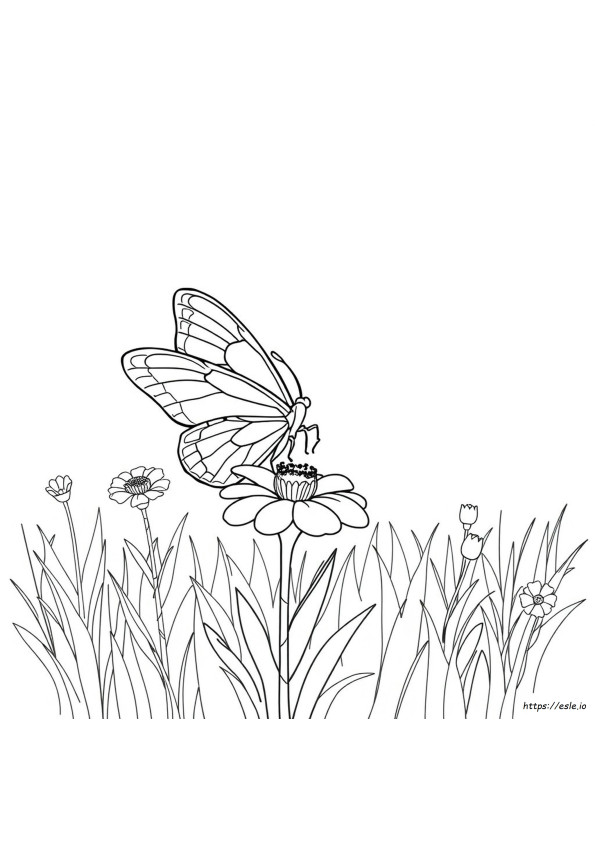 Mariposa Para Colorear