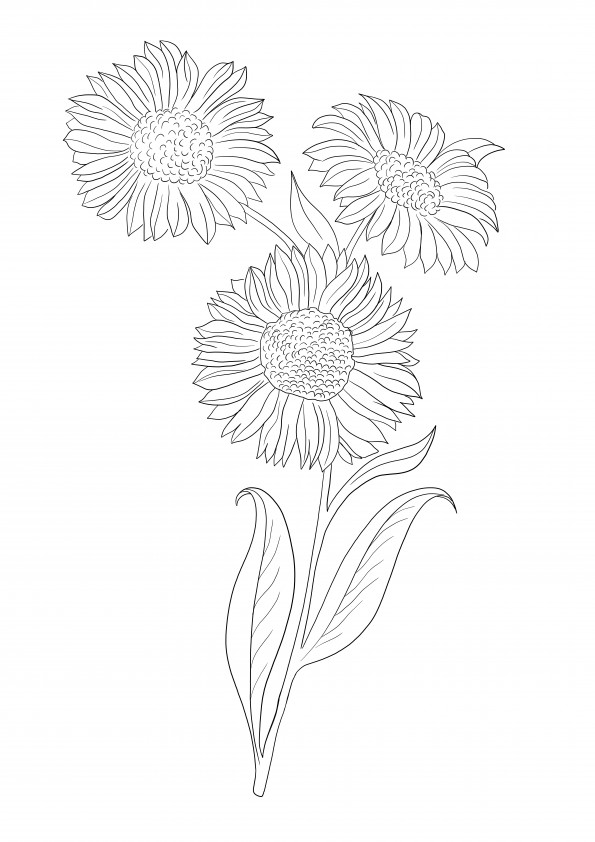 Realistic sunflowers is a free printable image to save for later or print now and color for free