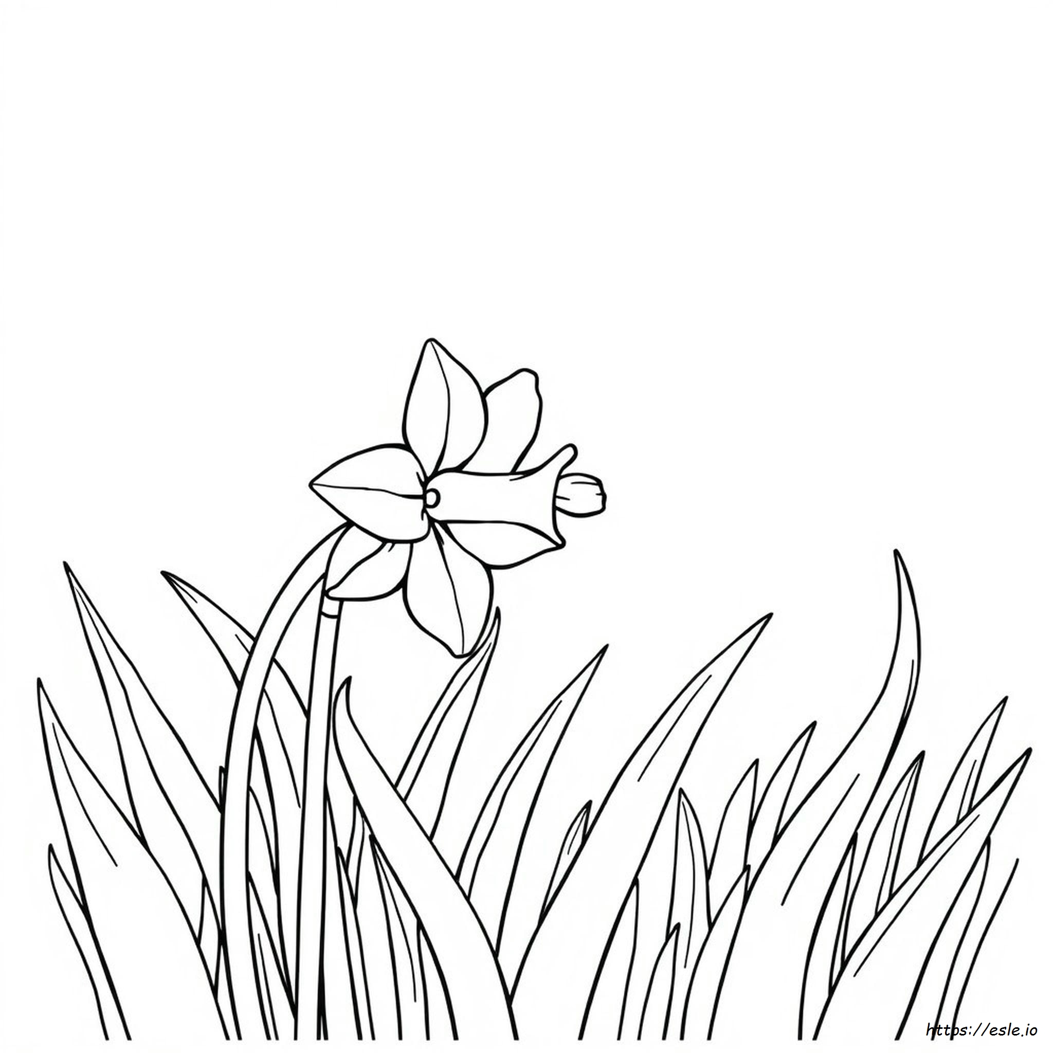 Free Printable Daffodil Coloring Pages