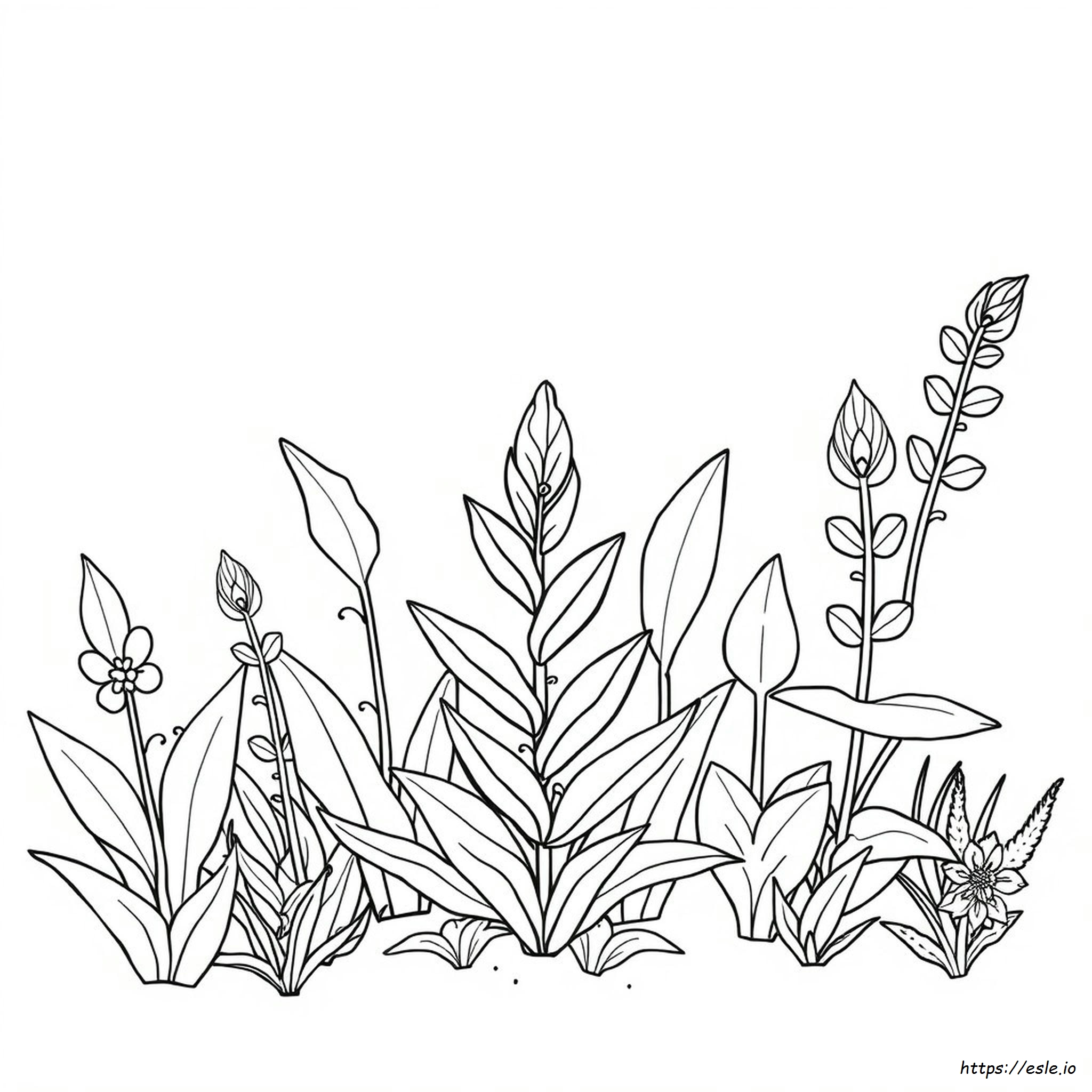 Quaquaval Da Colorare