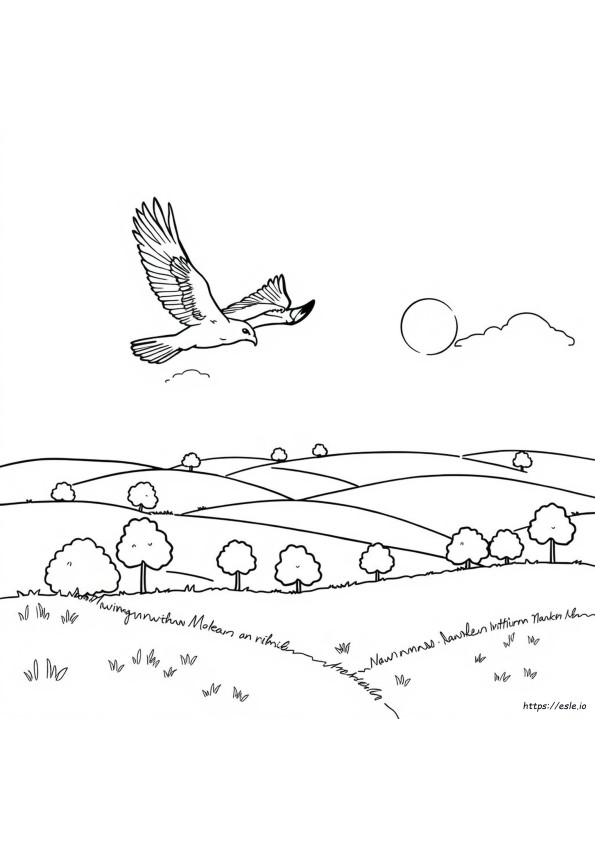 Desenhos De Falcão Para Colorir Para Imprimir