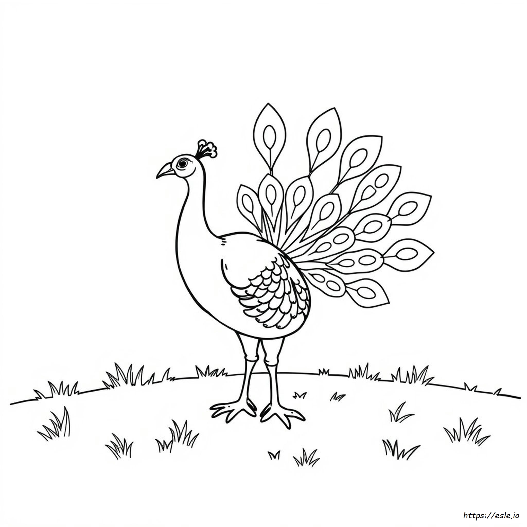 Peacock Pic For Colouring