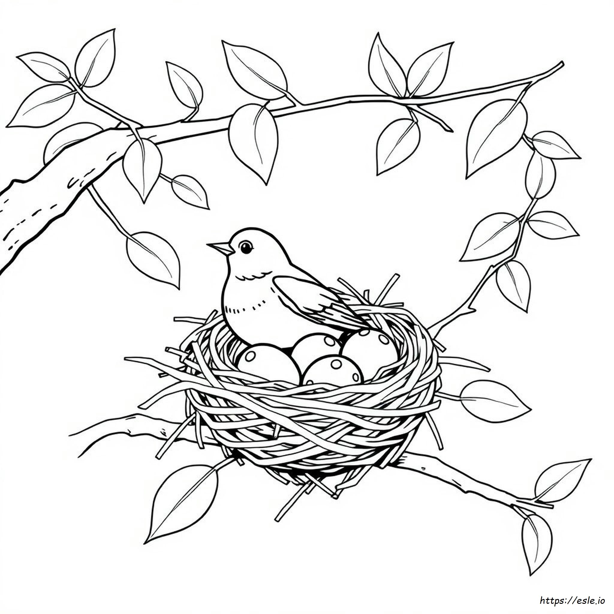 Robin Nest Coloring Page