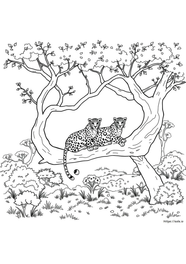 Leopard Colouring In