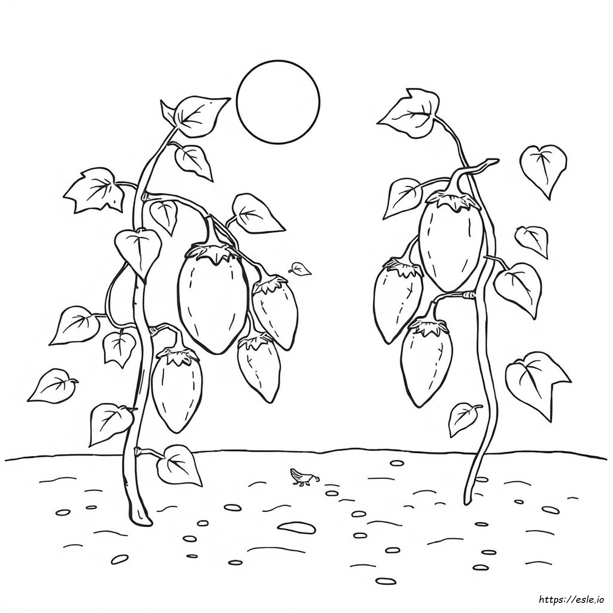 Brinjal For Coloring