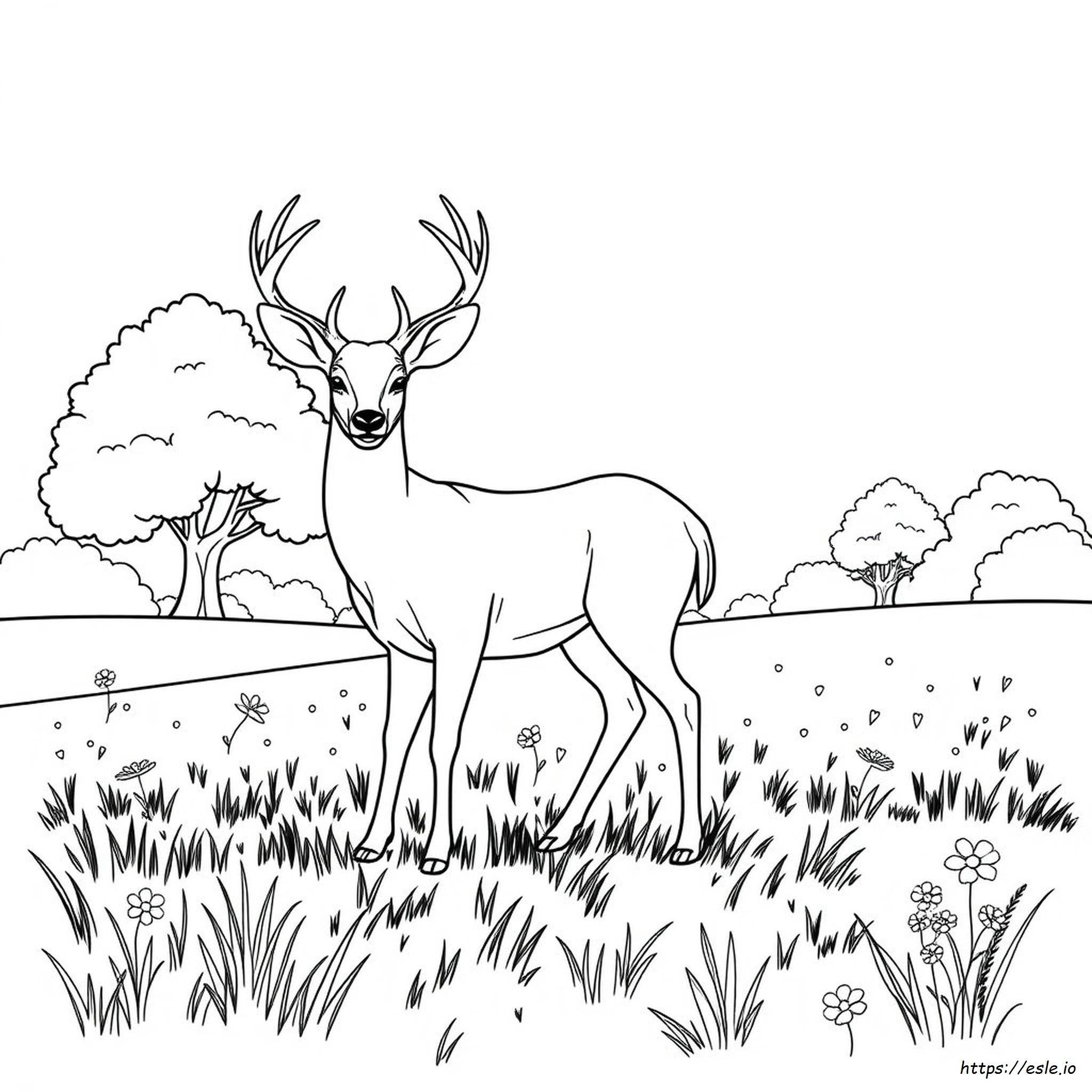White Tailed Deer Coloring Page
