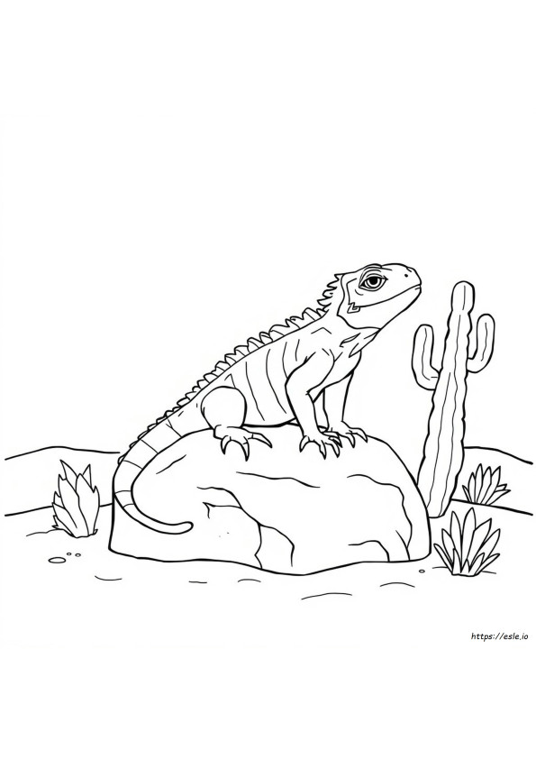 Iguana Para Colorir