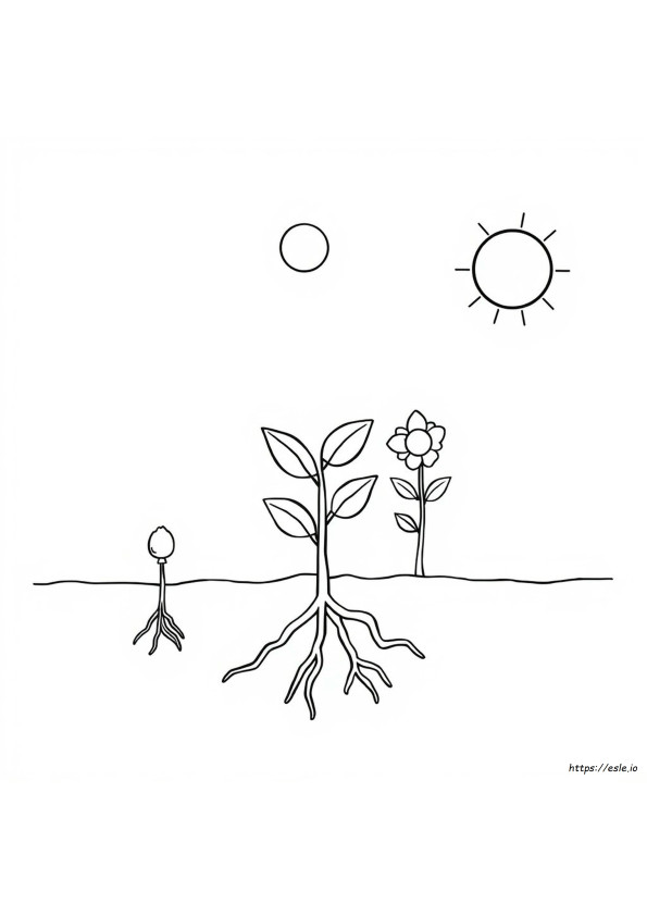 Plant Cycle Coloring Page