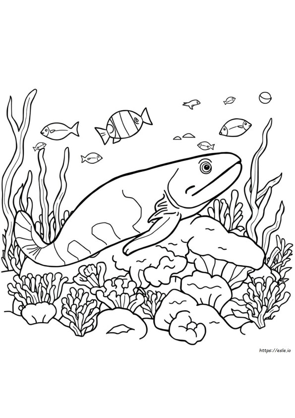 Moray Eel Coloring Page
