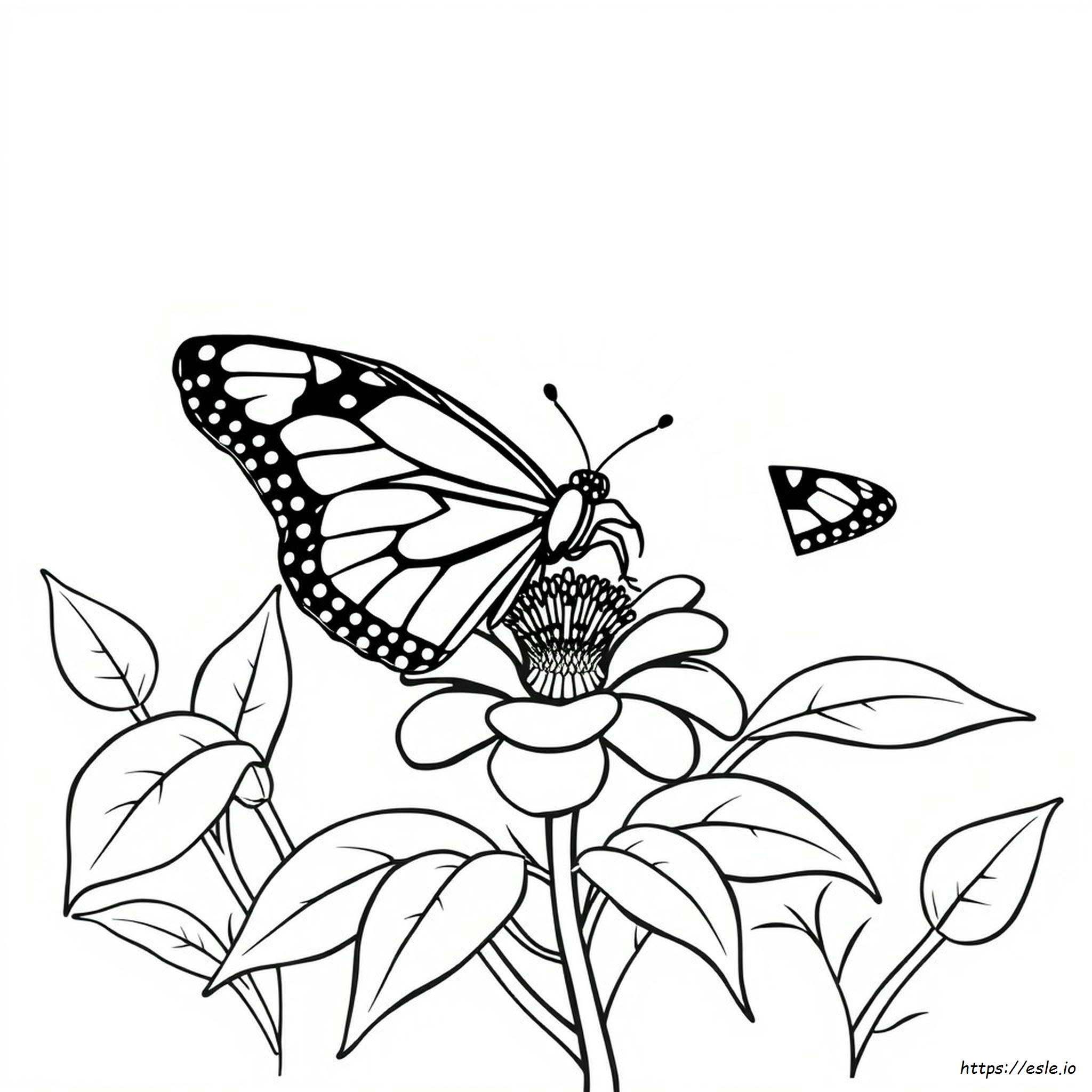 Sencillas Páginas Para Colorear De Mariposas Monarca