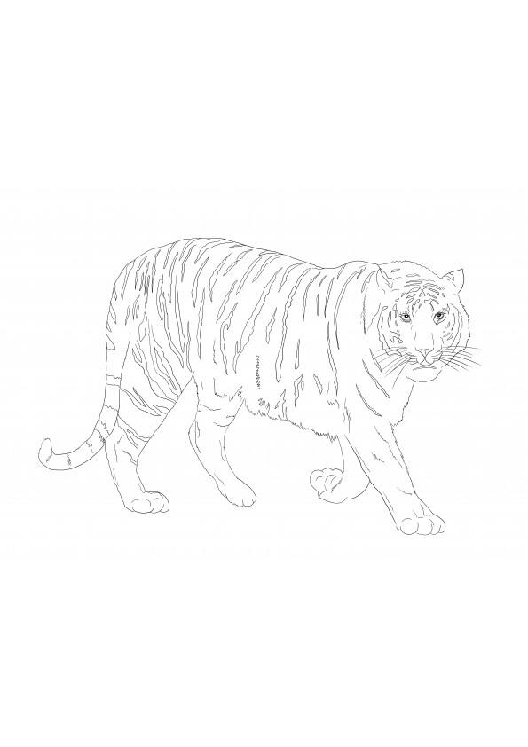 Big Bengal tiger free to download or print and color for kids