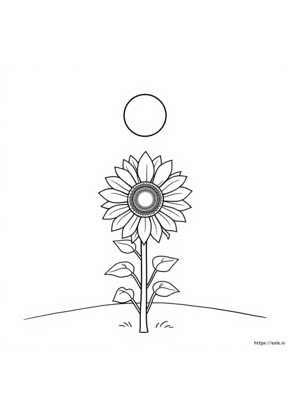 Sunflower Coloring Images