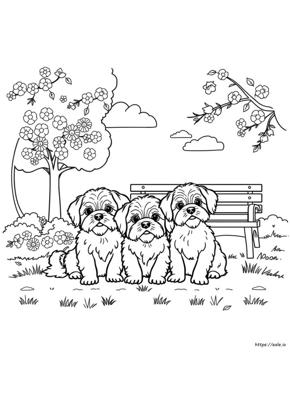 Shih Tzu Coloring Page