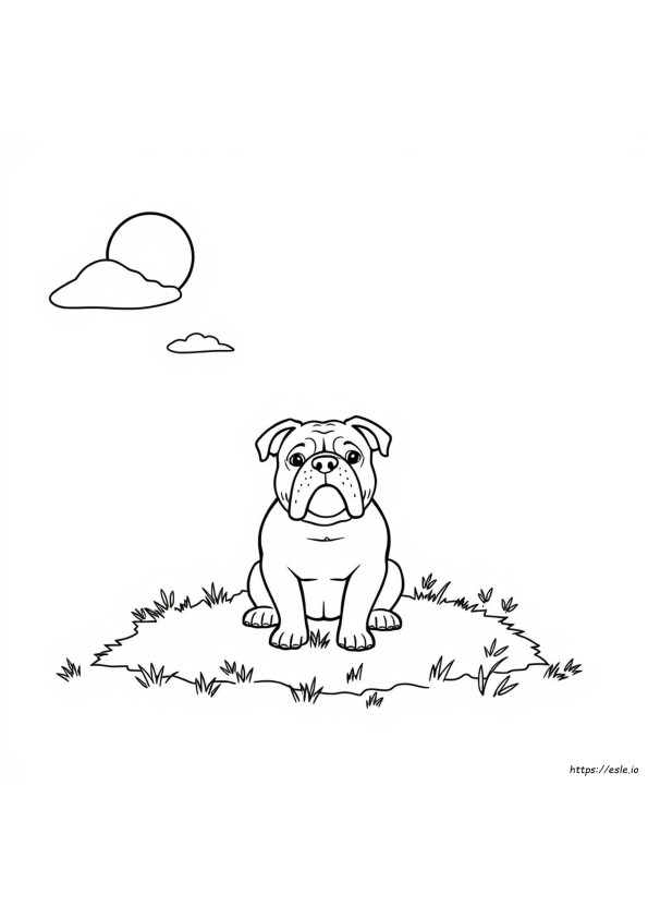 Buldog De Colorat