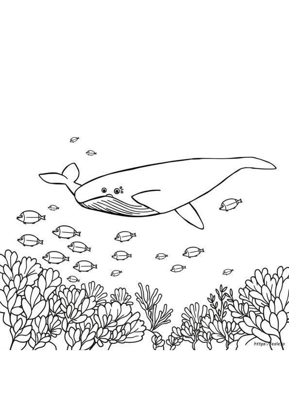 Walvis Kleurplaten