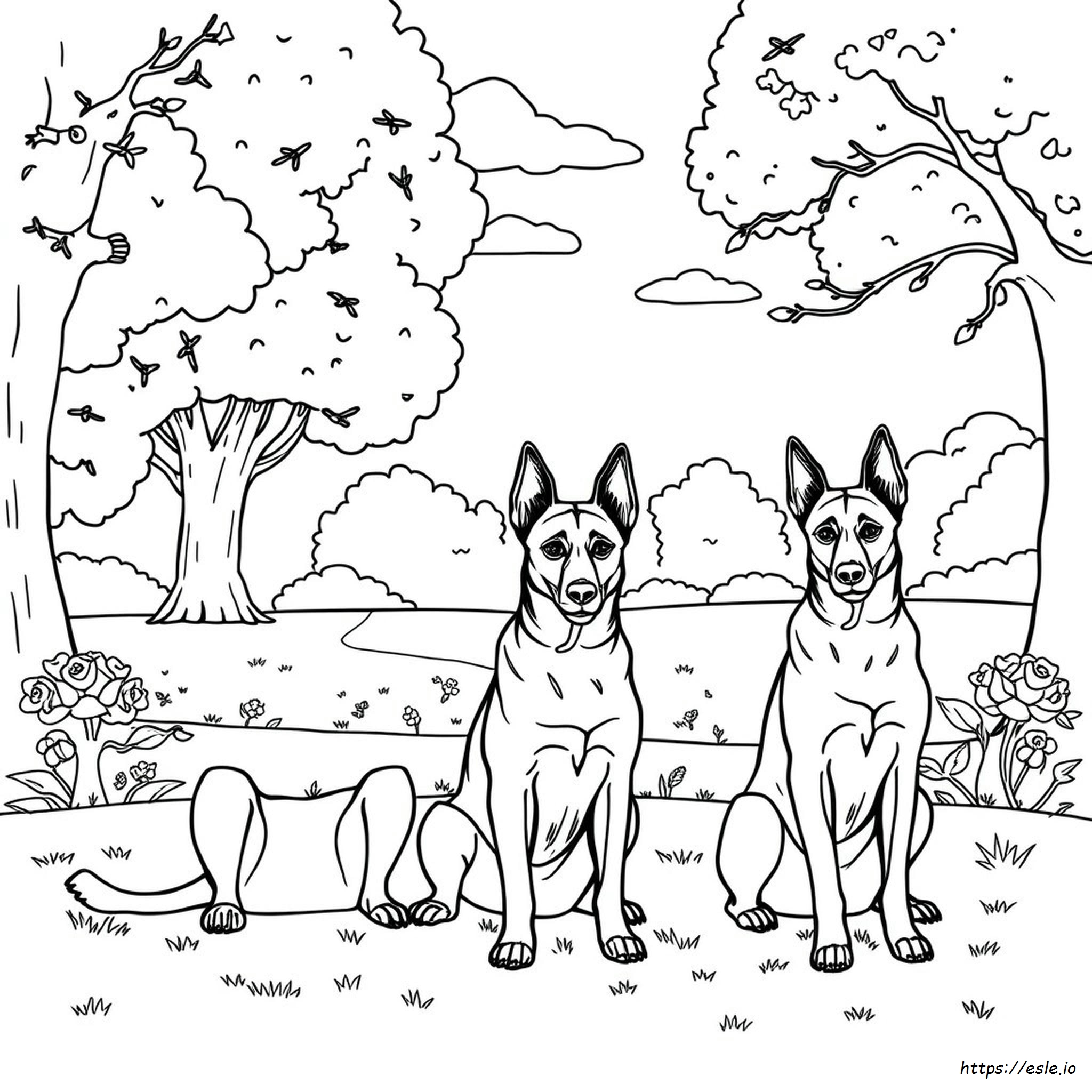 Dibujos De Pastor Belga Malinois Para Colorear