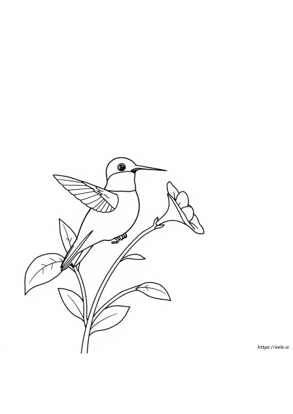 Hummingbird Colouring