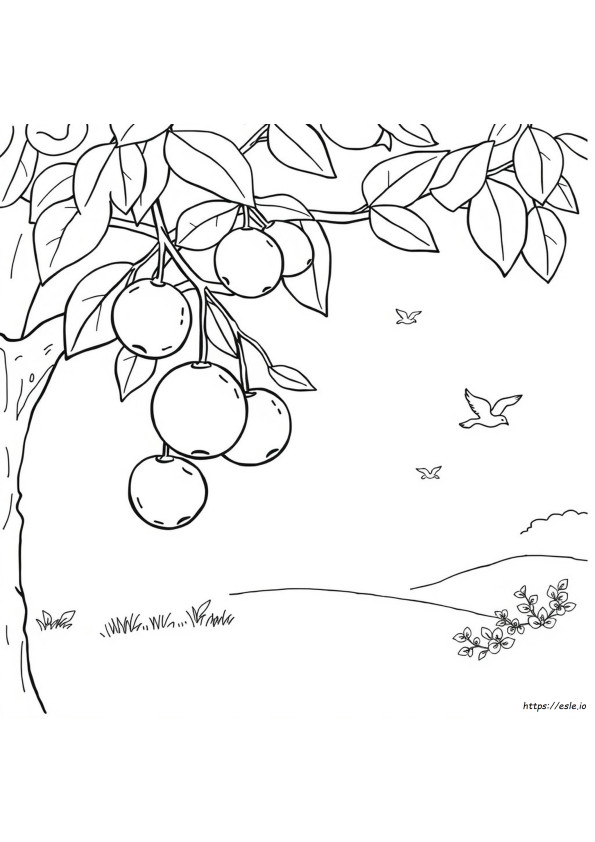 Drawing Preschool Fruits Coloring Pages