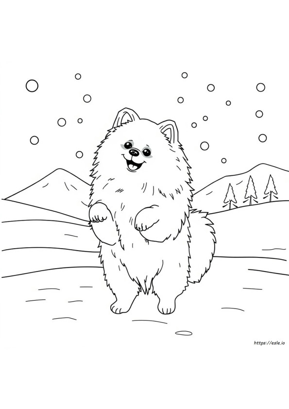 Pomera Nian Para Colorear