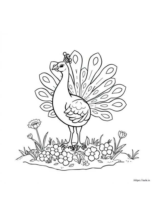 Pecock Coloring Pages