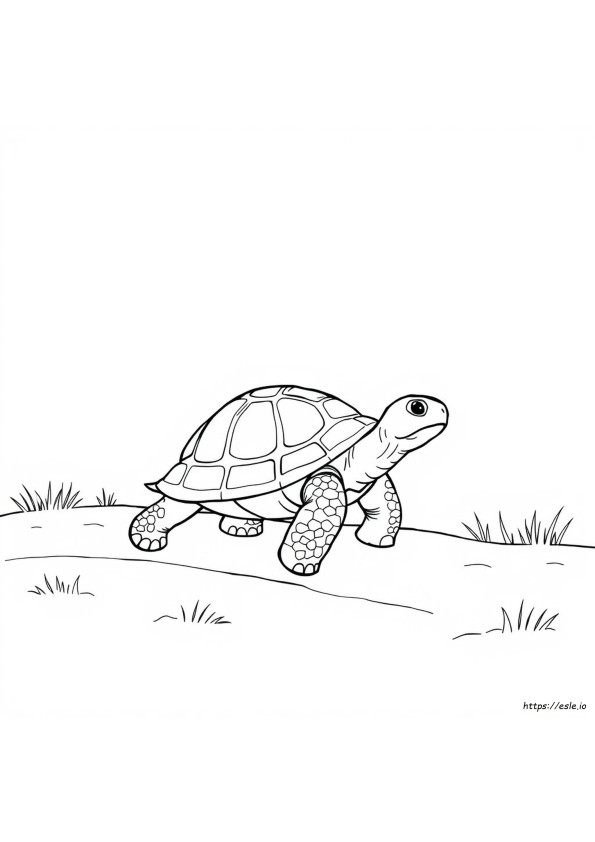 Tartaruga Para Colorir