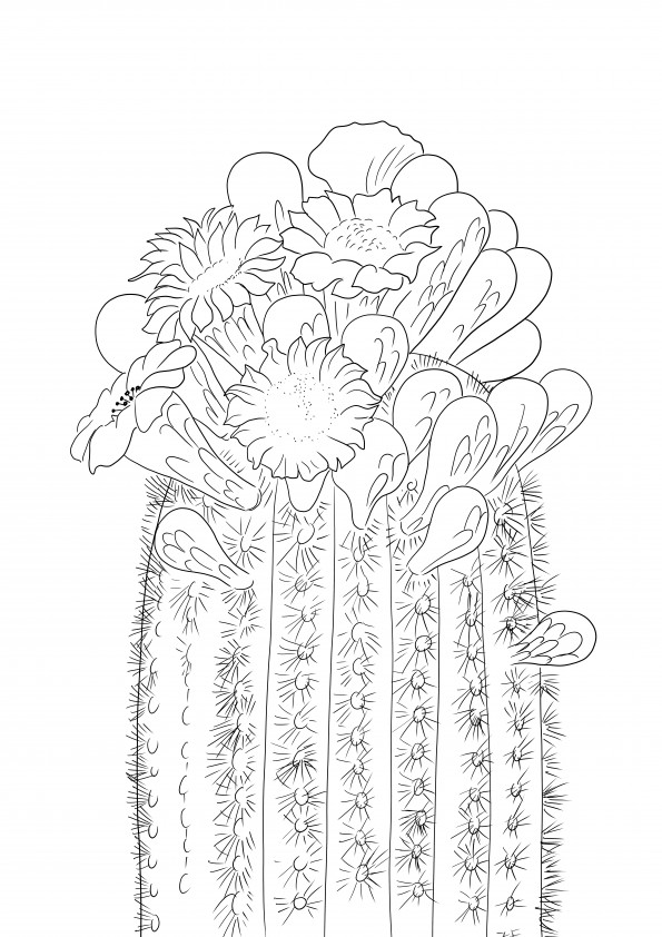 Una hermosa imagen para colorear de Flor de cactus saguaro gratis para imprimir o descargar.