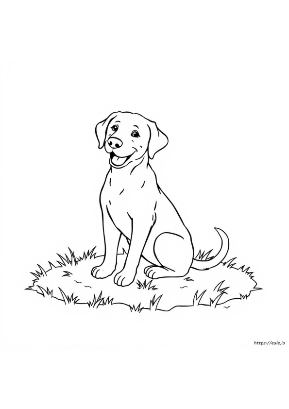 Labrador Retriever Boyama