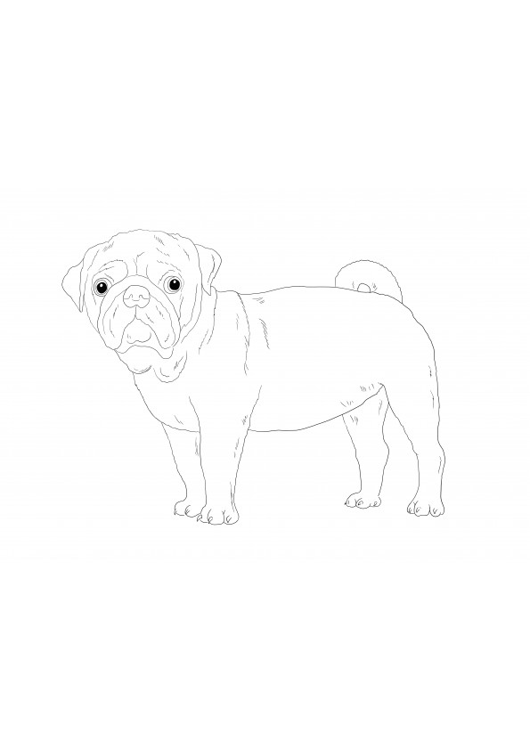 A pug dog with sad eyes is waiting to be printed for free and colored