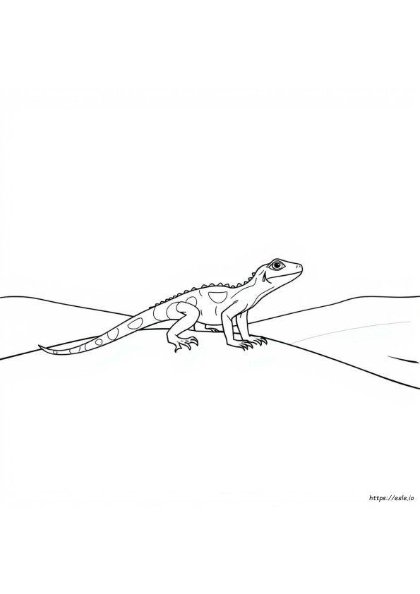 Lucertola Del Deserto Disegni Da Colorare