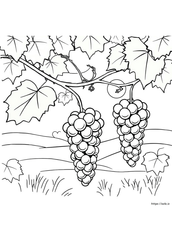 Grapes Picture For Colouring