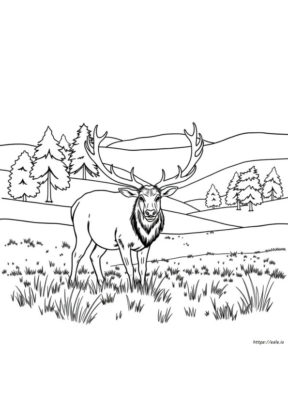 Alce Toro Realistico Disegni Da Colorare