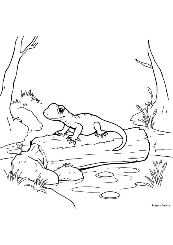Coloriage Salamandre Multicolore