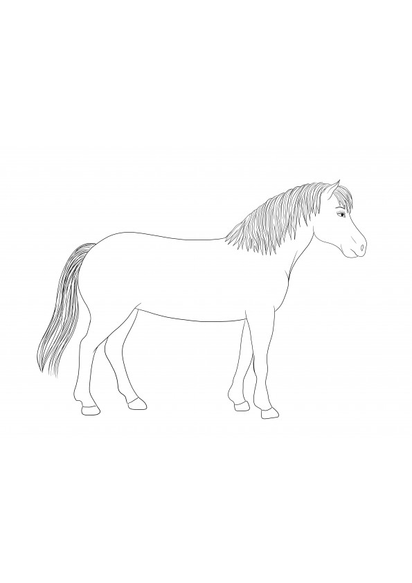 Plain Horse coloring image free printable for all animal lovers