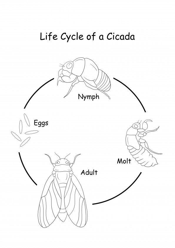 Life cycle of a Cicada-free to print and free to download image
