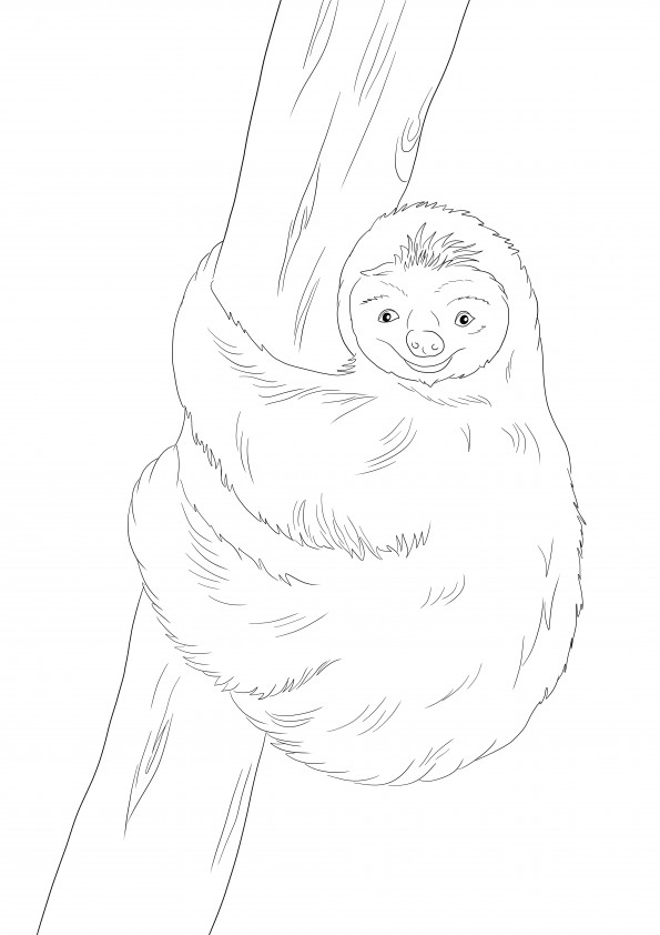 Cute sloth climbing on a tree to print and color for free