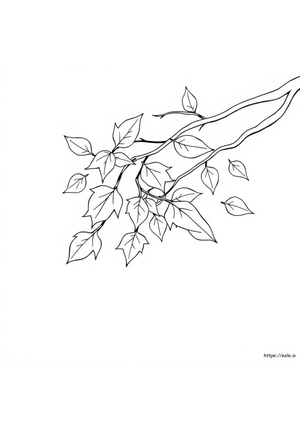 Leaves Coloring Pictures