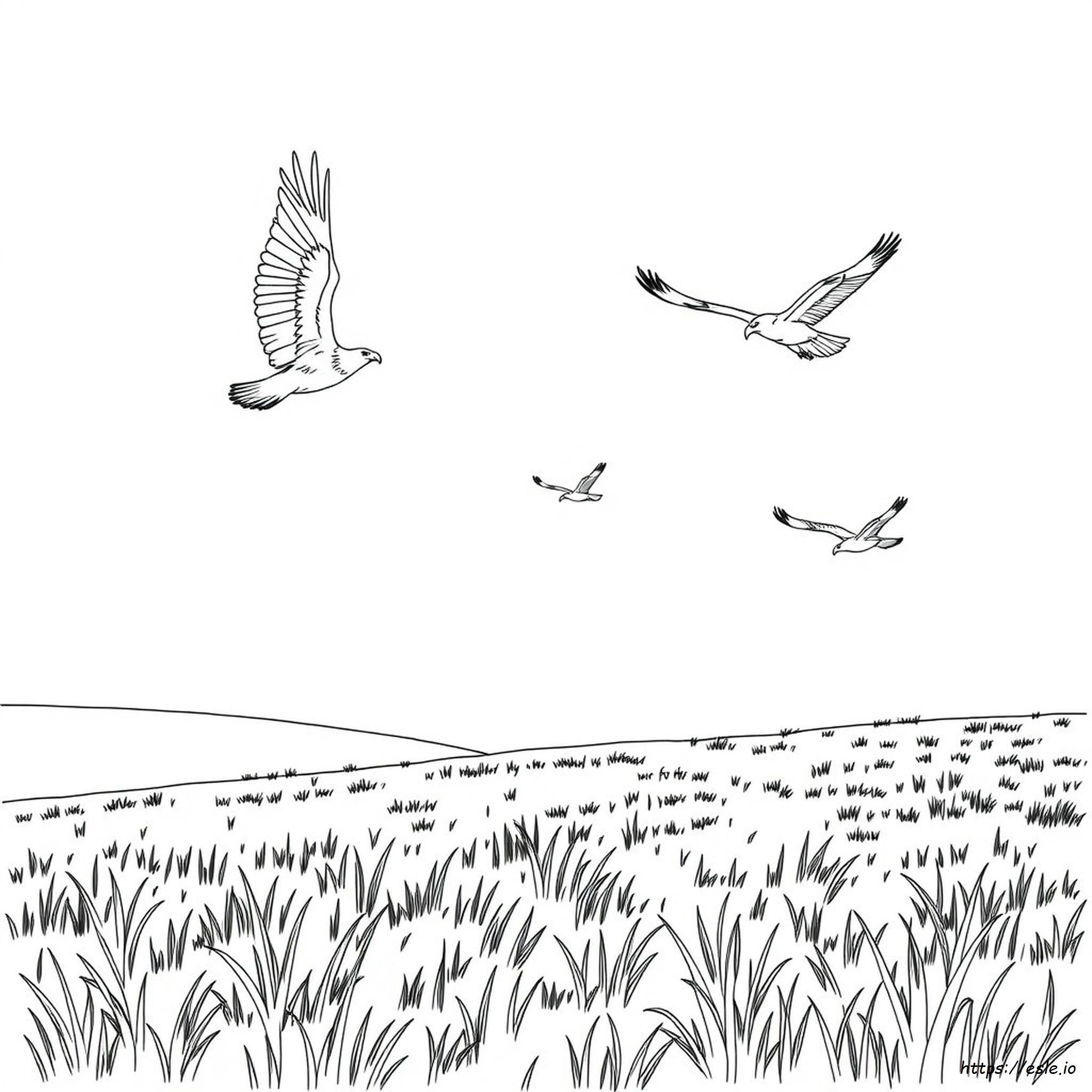 Colouring Page Of Eagle