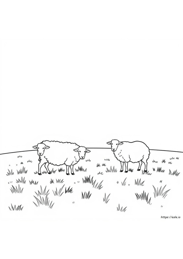Coloriage Mouton