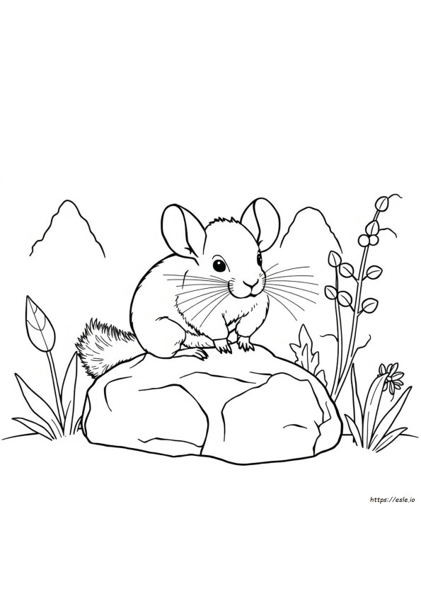 Chinchilla Coloring