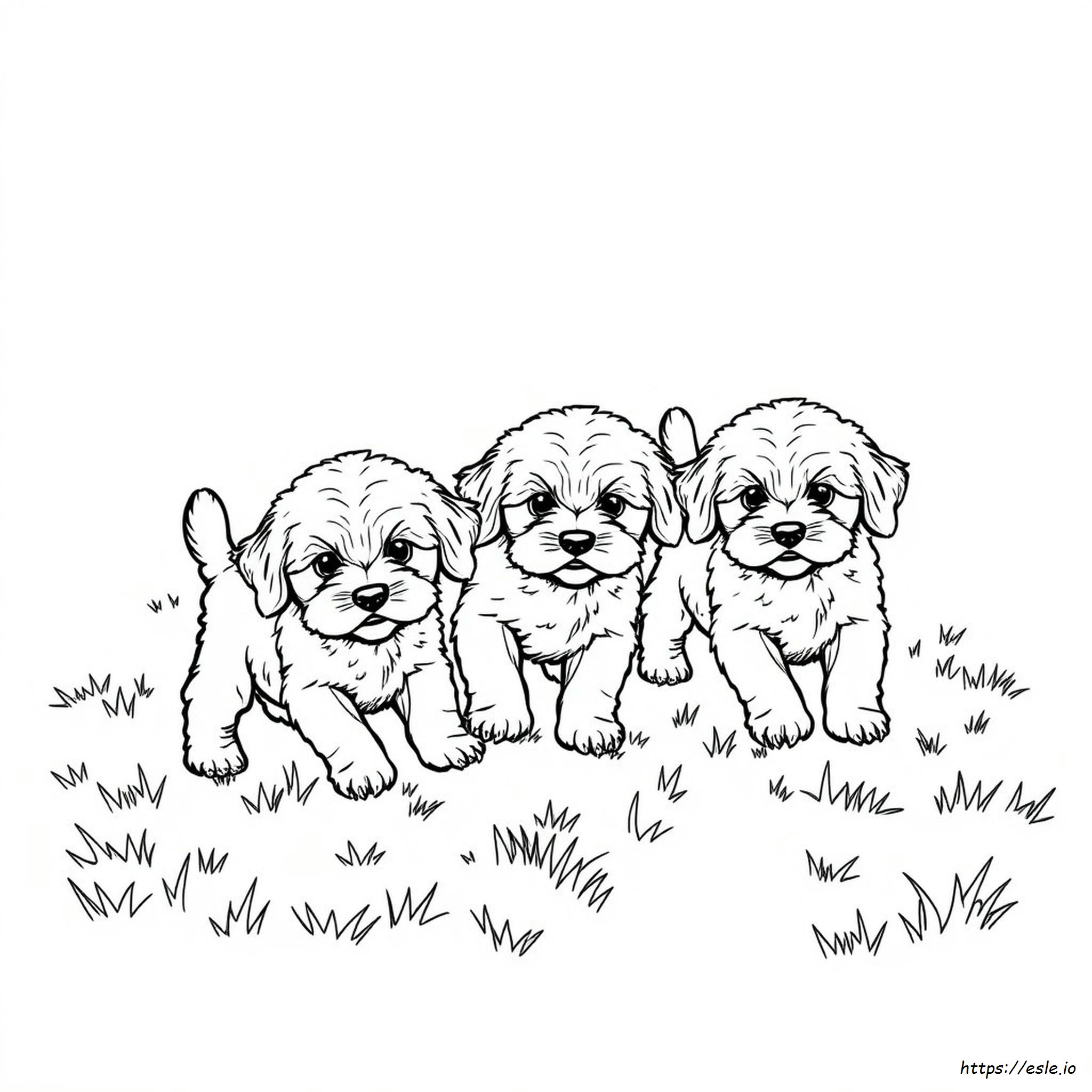 Cavapoo Colouring In Ändern Cavapoo Welpen Ihre Farbe