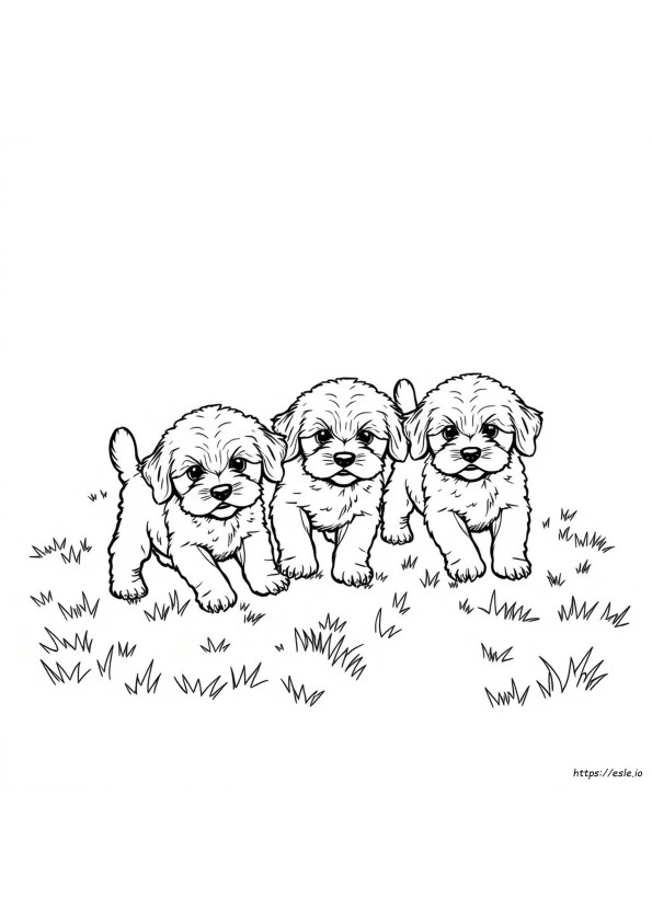 I Cuccioli Cavapoo Cambiano Colore?
