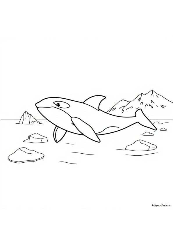 Orka Walvis Kleurplaat