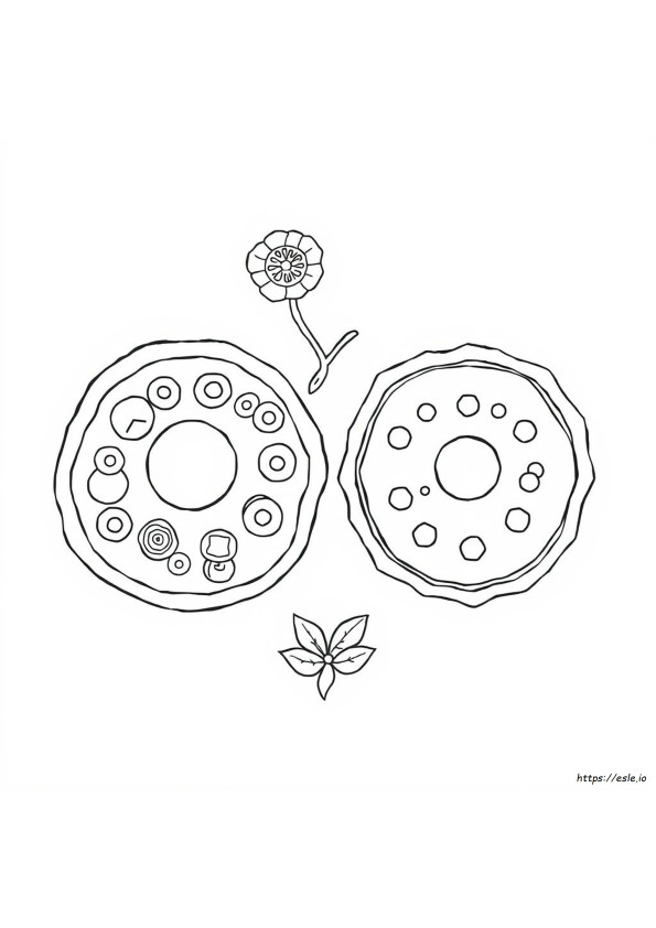 Plant And Animal Cell Coloring Page Tammy Morehouse Answer Key